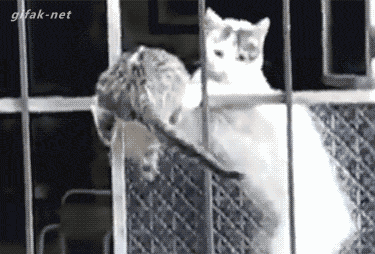 ЦGIF̬ͼ
