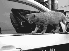 ɰĬЦGIF̬ͼ