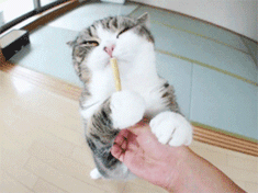 ȿɰGIF̬ЦͼƬ