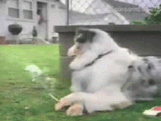 ̵ĿɰСGIF̬ЦͼƬ