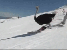 ЦGIF̬ͼƬ