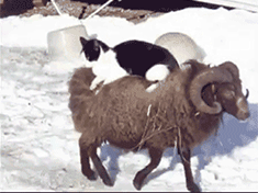 GIF̬ͼƬ