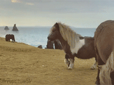 ɰСɢGIF̬ͼƬ