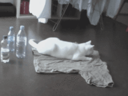 ˯СèGIF̬Цͼ