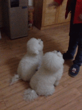 ĿɰСèGIF̬Цͼ