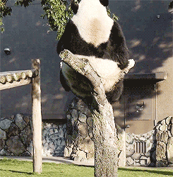 ȿɰGIF̬ЦͼƬ