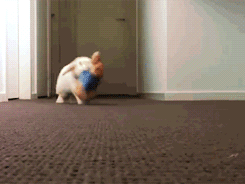 ȿɰGIF̬ЦͼƬ