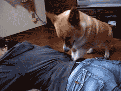 ȿɰGIF̬ЦͼƬ