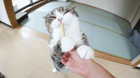 ȿɰGIF̬ЦͼƬ
