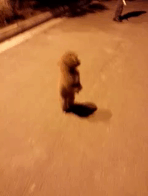 ɰЦGIF̬ͼƬ