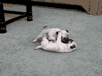 ɰЦGIF̬ͼƬ