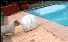 ɰЦGIF̬ͼƬ