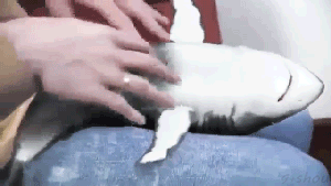 GIF̬ͼƬ
