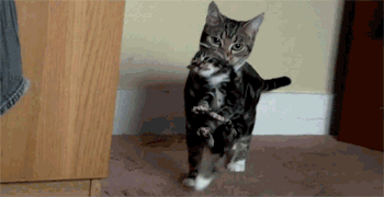 GIF̬ͼƬ