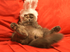 GIF̬ͼƬ