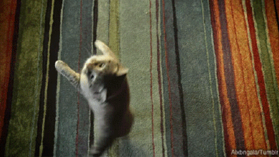 GIF̬ͼƬ