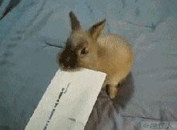GIF̬ͼƬ