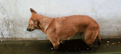 ЦɰGIF̬ͼƬ