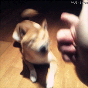 ЦɰGIF̬ͼƬ