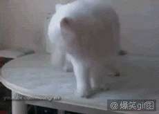 ЦɰGIF̬ͼƬ