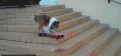 ЦɰGIF̬ͼƬ