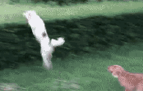 ĬGIF̬ЦͼƬ