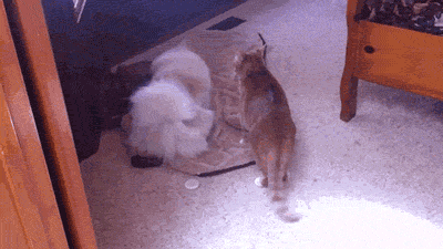 ɰGIF̬Цȳͼ