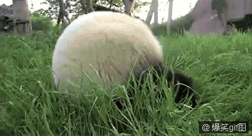ɰGIF̬Цȳͼ