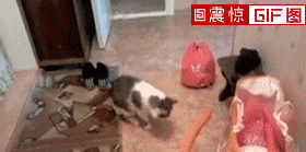 ɰGIF̬Цȳͼ