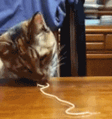 ɰGIF̬Цͼ