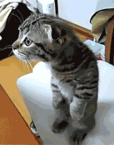 ɰGIF̬Цͼ