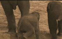 ĬЦGIF̬ͼƬ