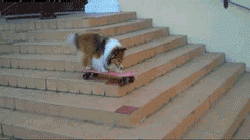 ̬ɰСЦGIF̬ͼ