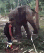 ̬ɰСЦGIF̬ͼ