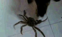 ̬ɰСЦGIF̬ͼ