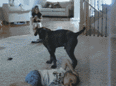 ̬ɰСЦGIF̬ͼ