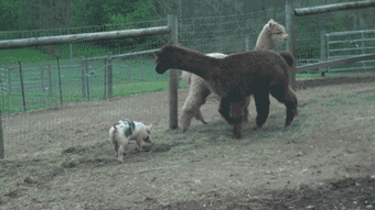 ȳGIF̬Цͼ