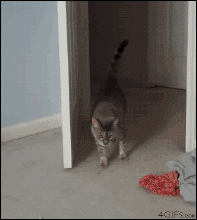 ȳGIF̬Цͼ