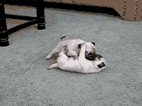 ĬɰСèGIF̬ͼƬ