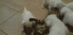 ˸ЦGIF̬ͼ