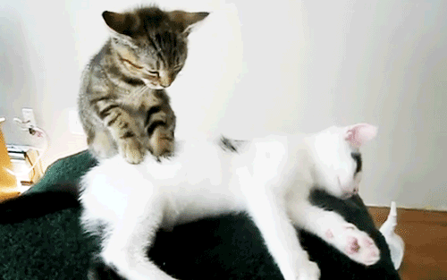 ˸ЦGIF̬ͼ