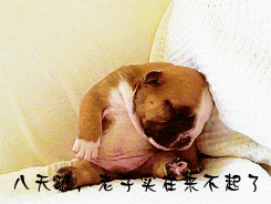 ˸ЦGIF̬ͼ