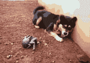 ĬЦСèGIF̬ͼ