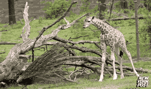 ɰĬЦGIF̬ͼ