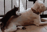 ɰĬЦGIF̬ͼ