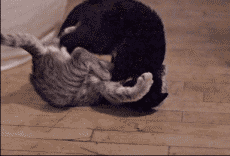 ɰĬЦGIF̬ͼ