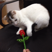 ɰЦèGIF̬ͼƬ