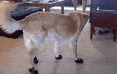 ɰЦèGIF̬ͼƬ