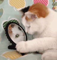 ˹ǰŵĿɰȳGIFͼ