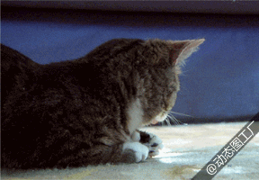 ɰСɢGIF̬ͼƬ